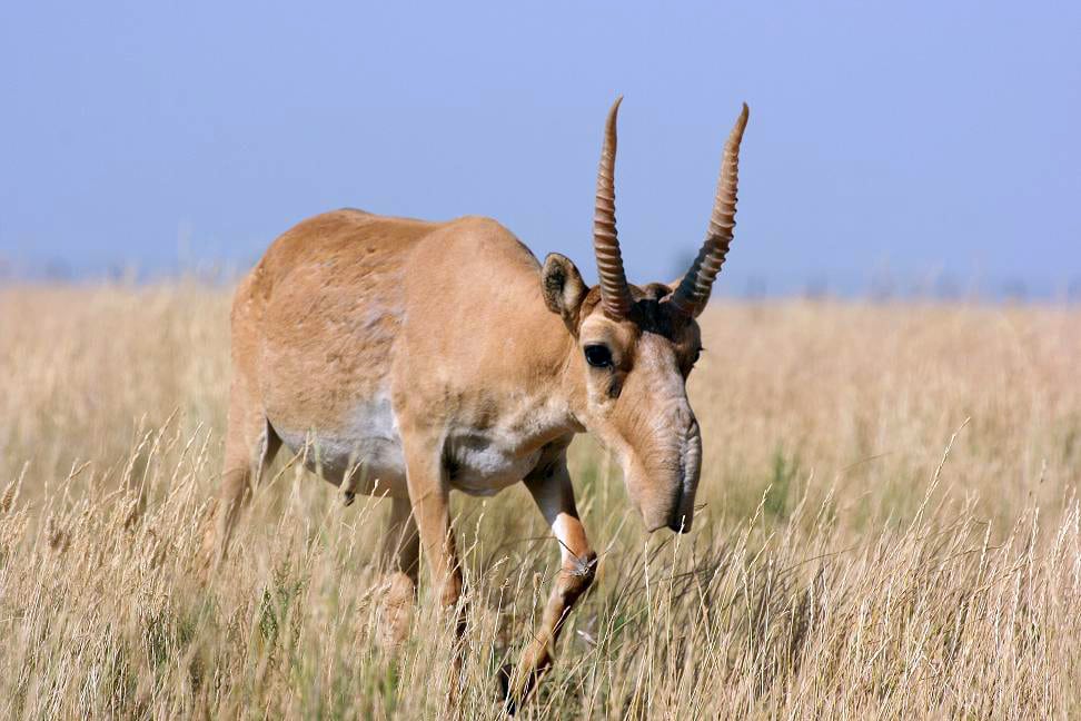 saiga tartarica