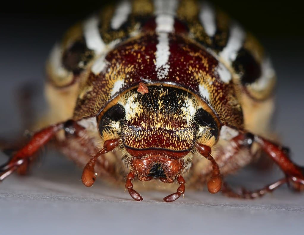 ten lined june beetle (polyphylla decemlineata) ten lined june beetle (polyphylla decemlineata)