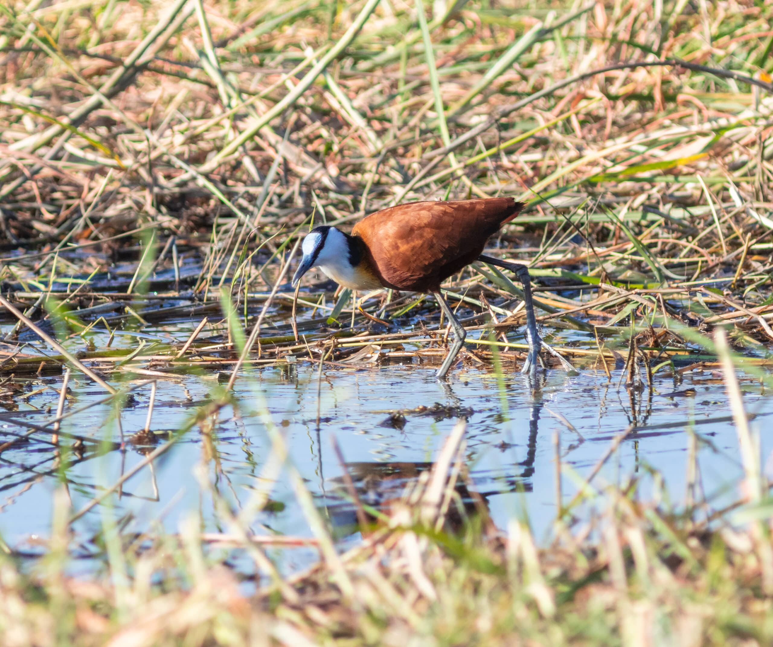 jacana africana (actophilornis africanus), parque nacional de chobe, botsuana, 2018 07 28, dd 61