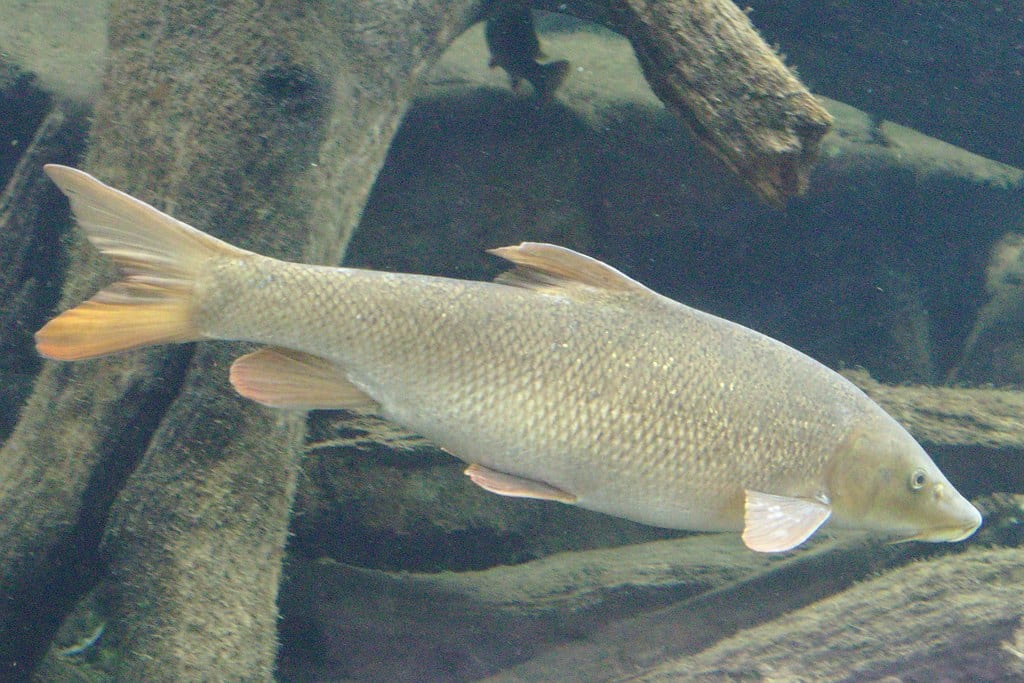 2017 07 02 at wien 13 hietzing, tiergarten schönbrunn, barbus barbus