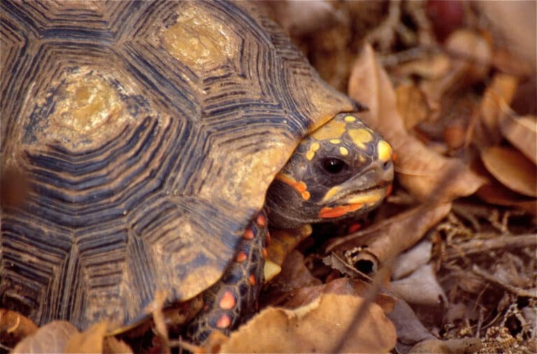 red footed tortoise (chelonoidis carbonarius) (35033915240)