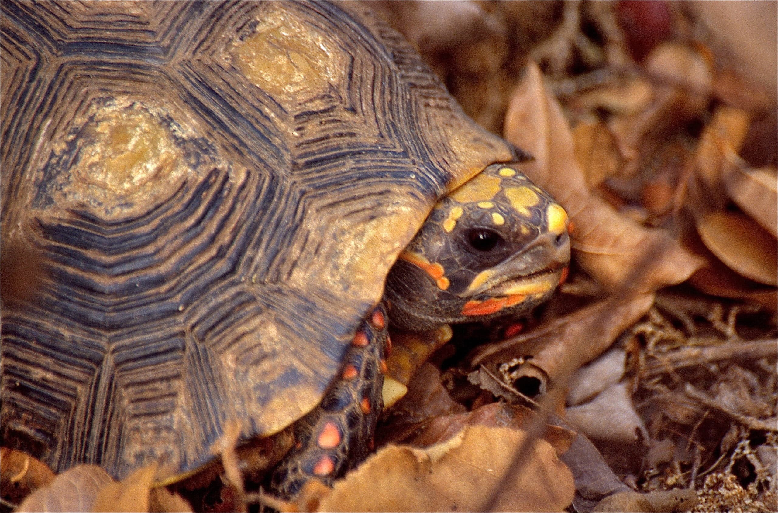 red footed tortoise (chelonoidis carbonarius) (35033915240)