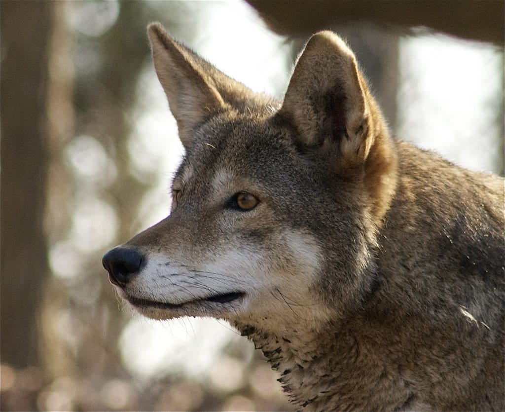 canis rufus