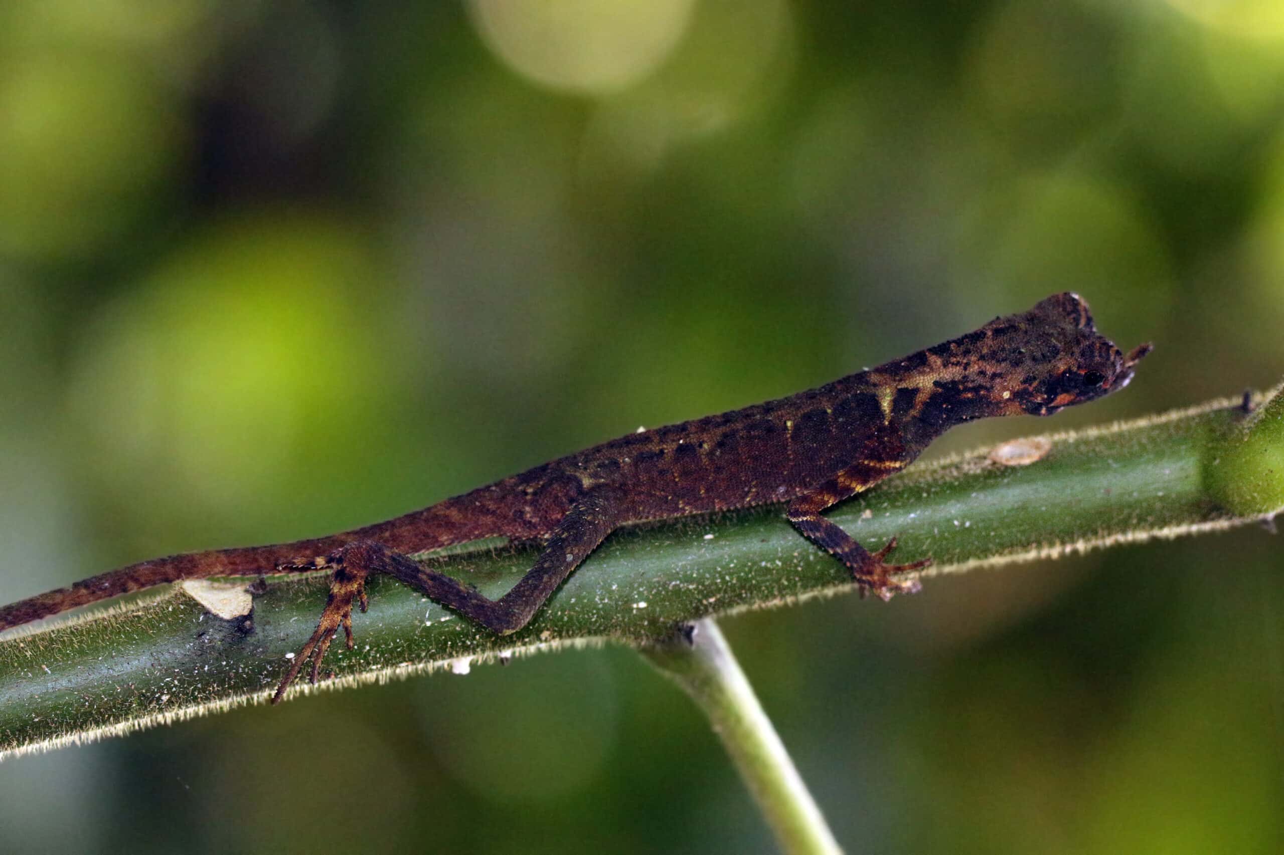 file:leaf nosed agama (aphaniotis ornata).jpg