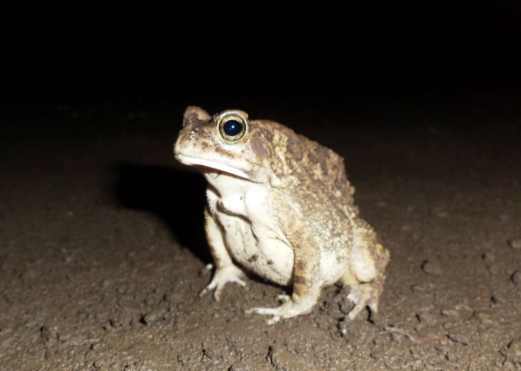 mr. toad