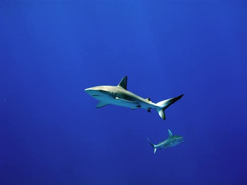 galapagos sharks at midway atoll
