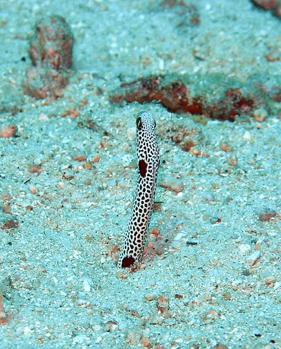eel (spotted garden eel) heteroconger hassi p1010822
