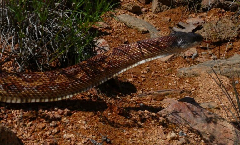 texas rat snake (pantherophis obsoletus) texas rat snake (pantherophis obsoletus)