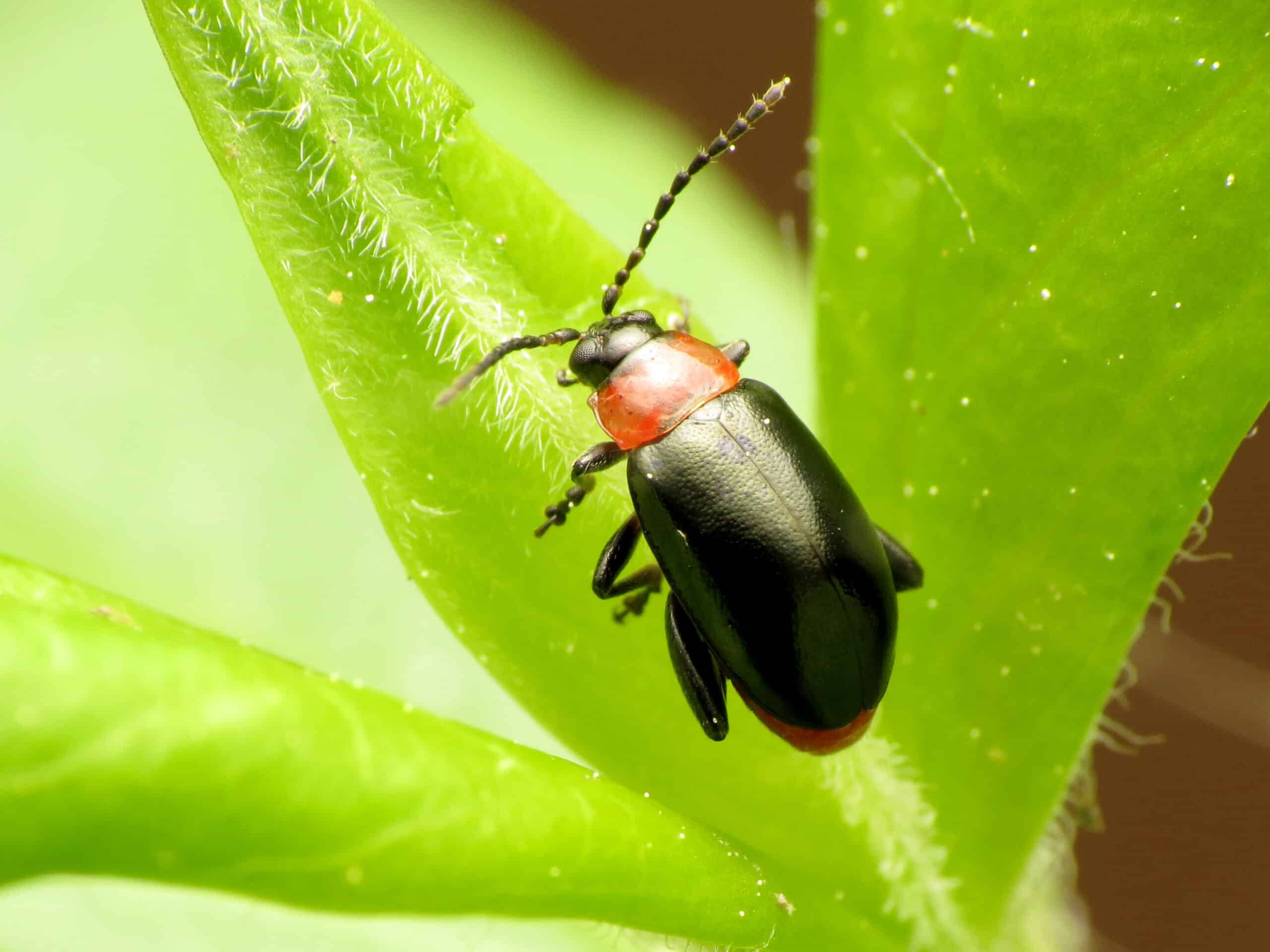 spinach flea beetle (48343588086) spinach flea beetle (48343588086) Flea Beetle