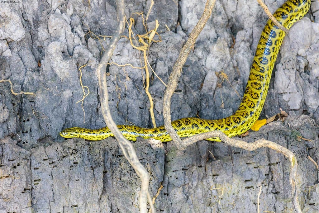 yellow anaconda (eunectes notaeus) yellow anaconda (eunectes notaeus)
