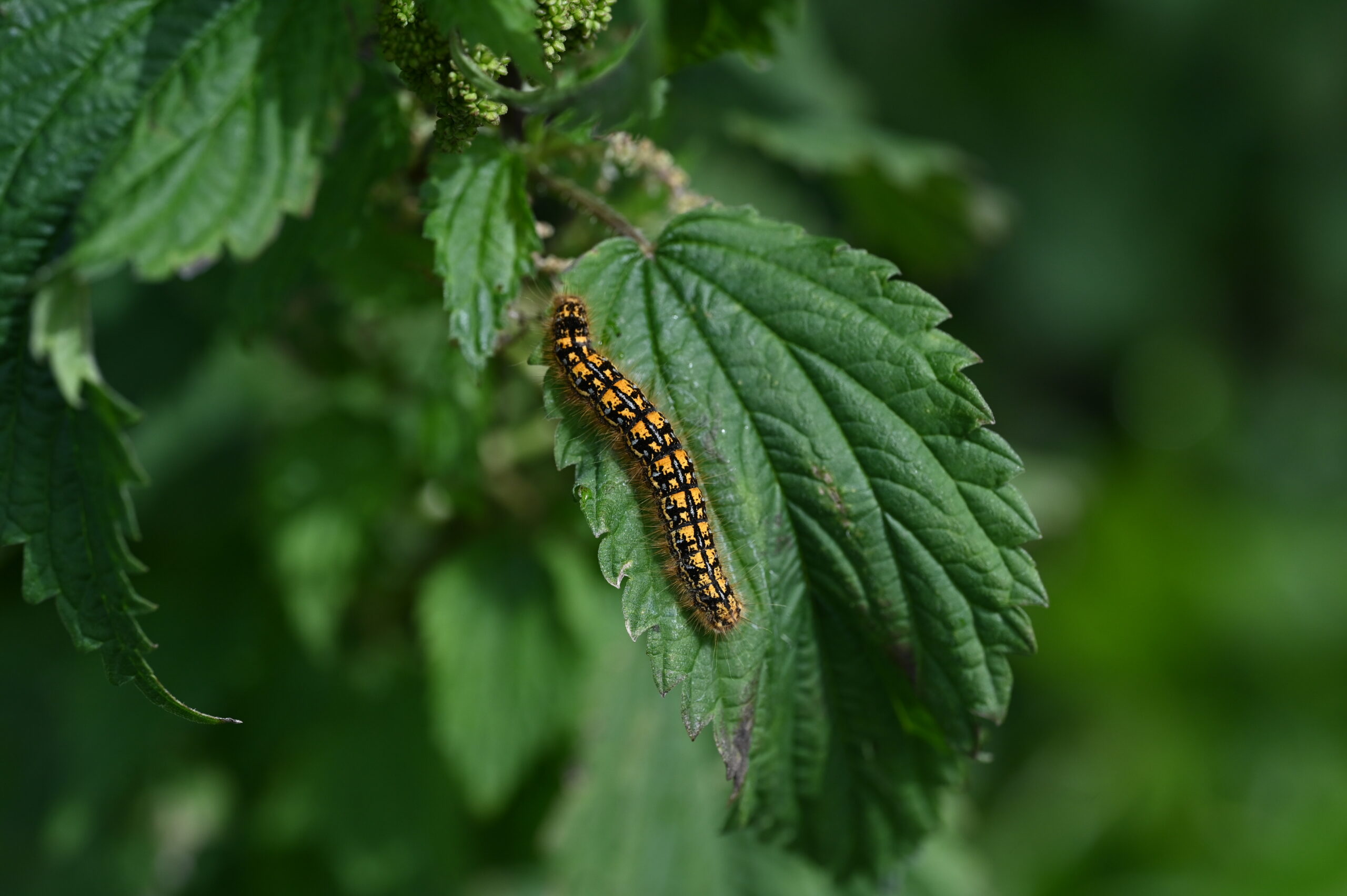 malacosoma californicum (western tent caterpillar)