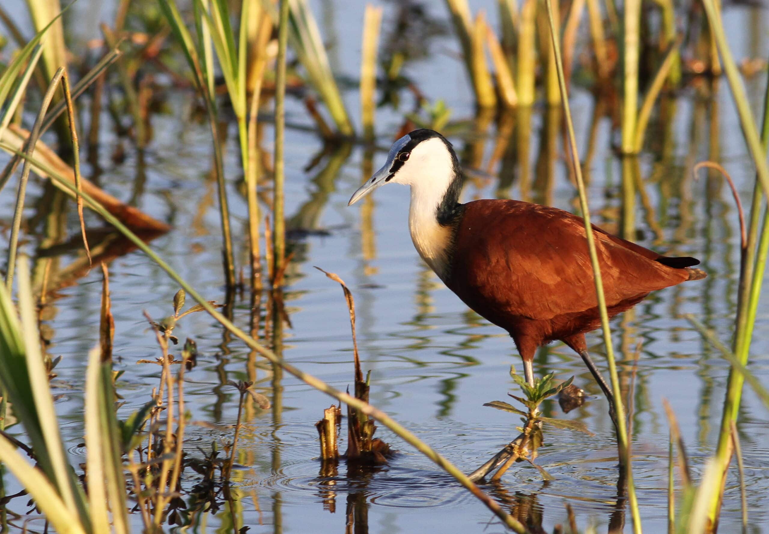african jacana, actophilornis africanus sunrise in the reeds, kruger park (20041398638)