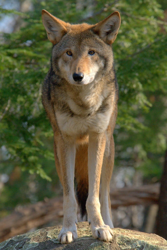 red wolf (canis rufus)