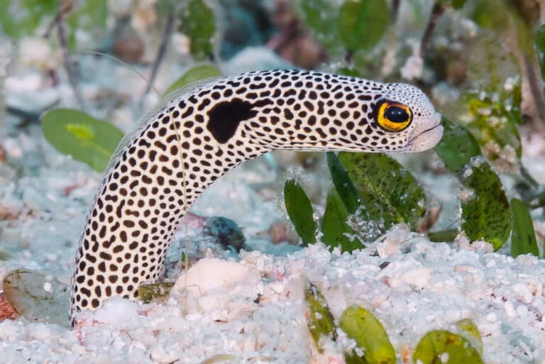 spotted garden eel heteroconger hassi