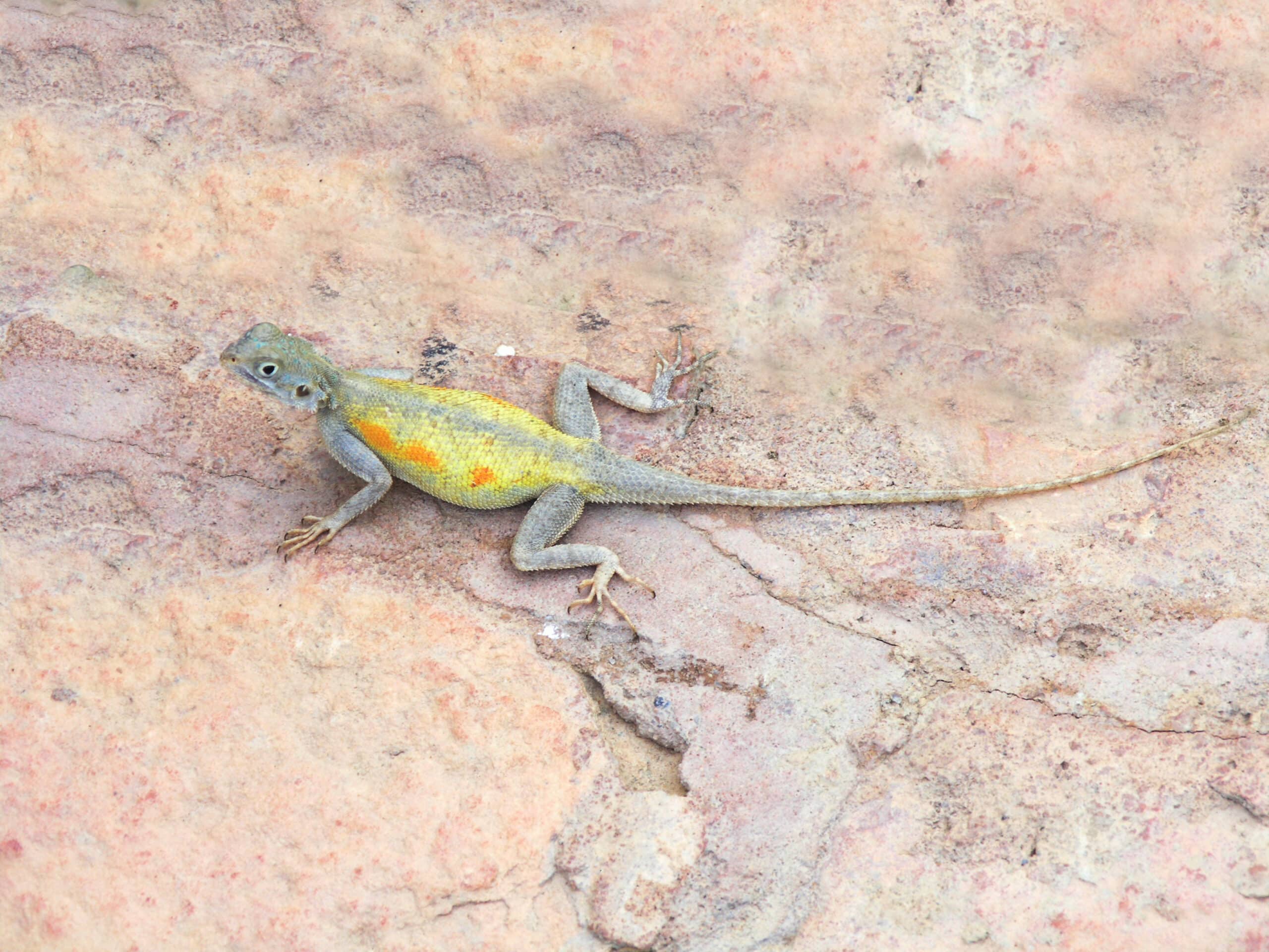 agama impalearis