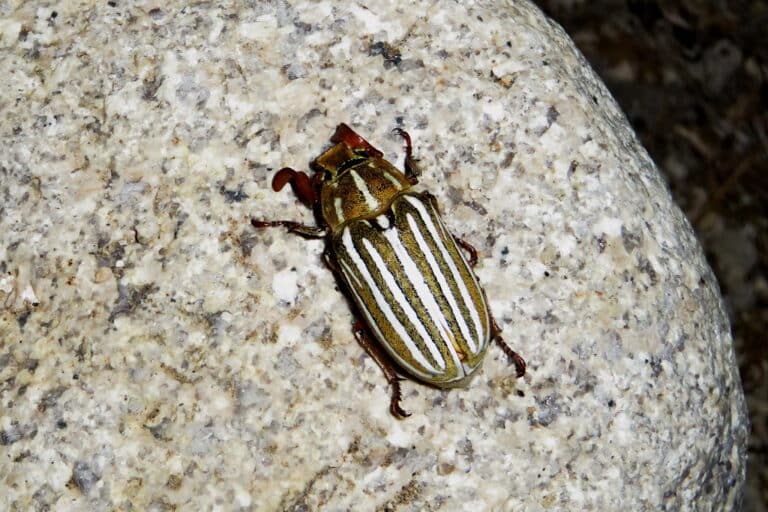 polyphylla decemlineata, lone pine camp, 2016.06.03 polyphylla decemlineata, lone pine camp, 2016.06.03