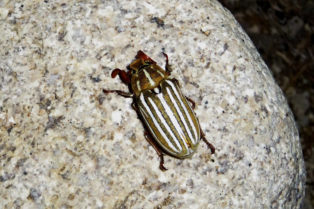 polyphylla decemlineata, lone pine camp, 2016.06.03 polyphylla decemlineata, lone pine camp, 2016.06.03