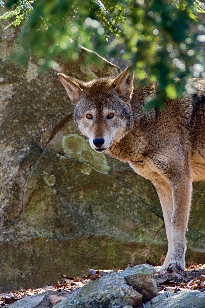red wolf (canis rufus)