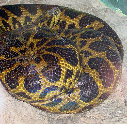 eunectes notaeus eunectes notaeus