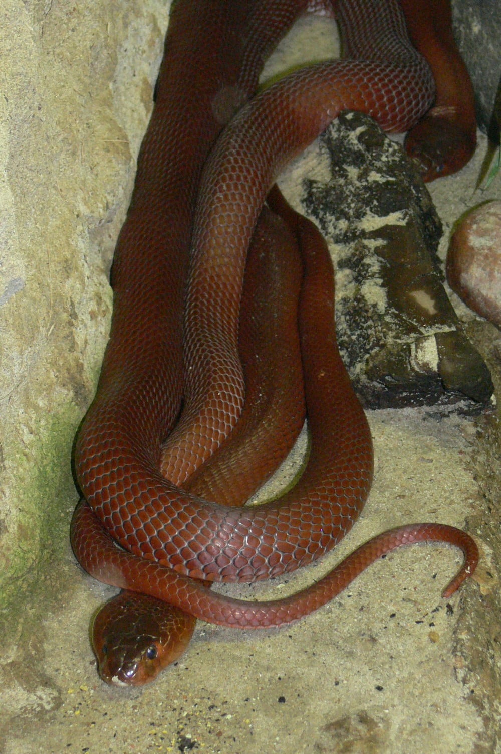 file:naja mossambica pallida.jpg file:naja mossambica pallida.jpg
