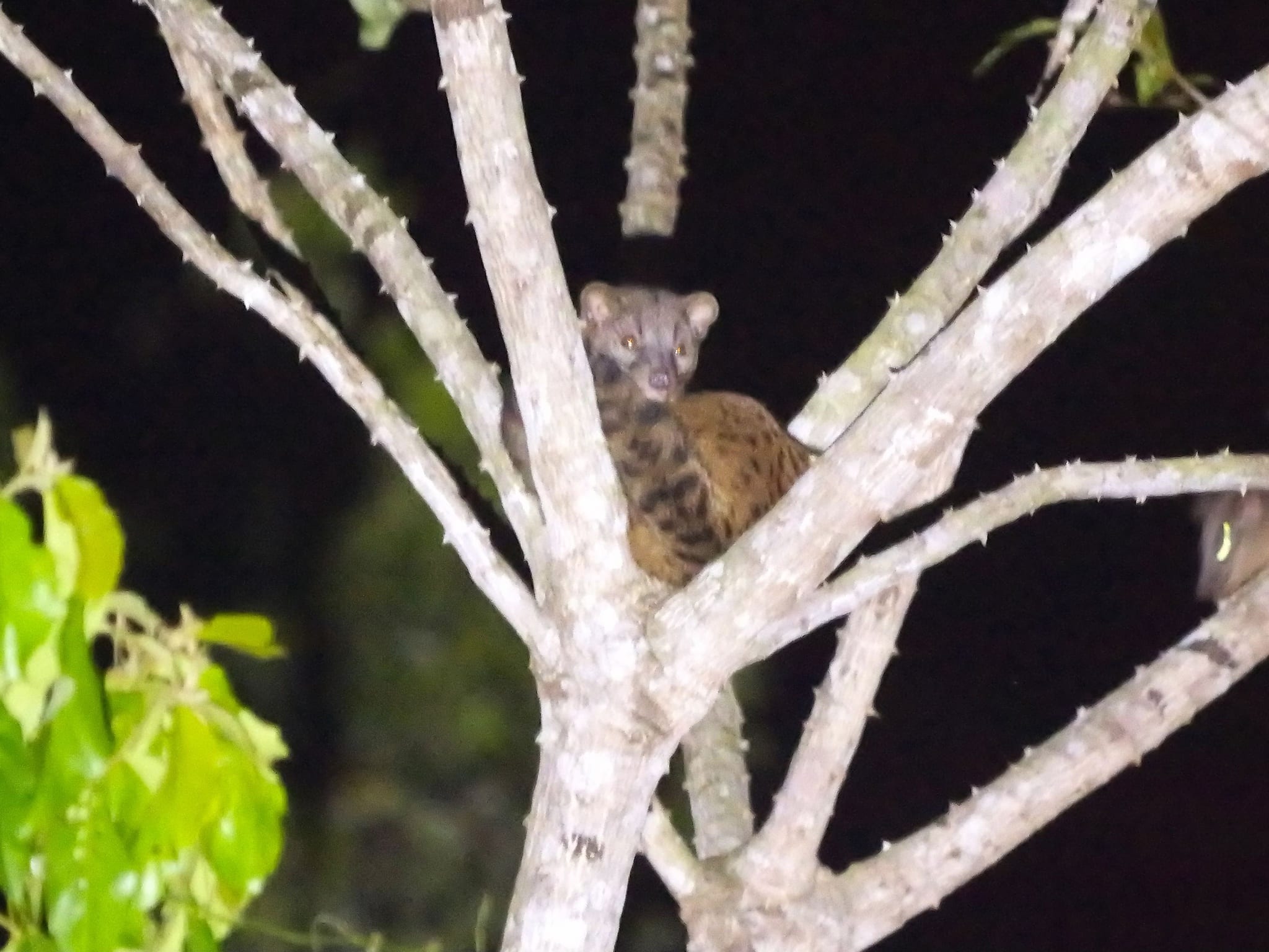 african palm civet imported from inaturalist photo 367247126 on 3 august 2024