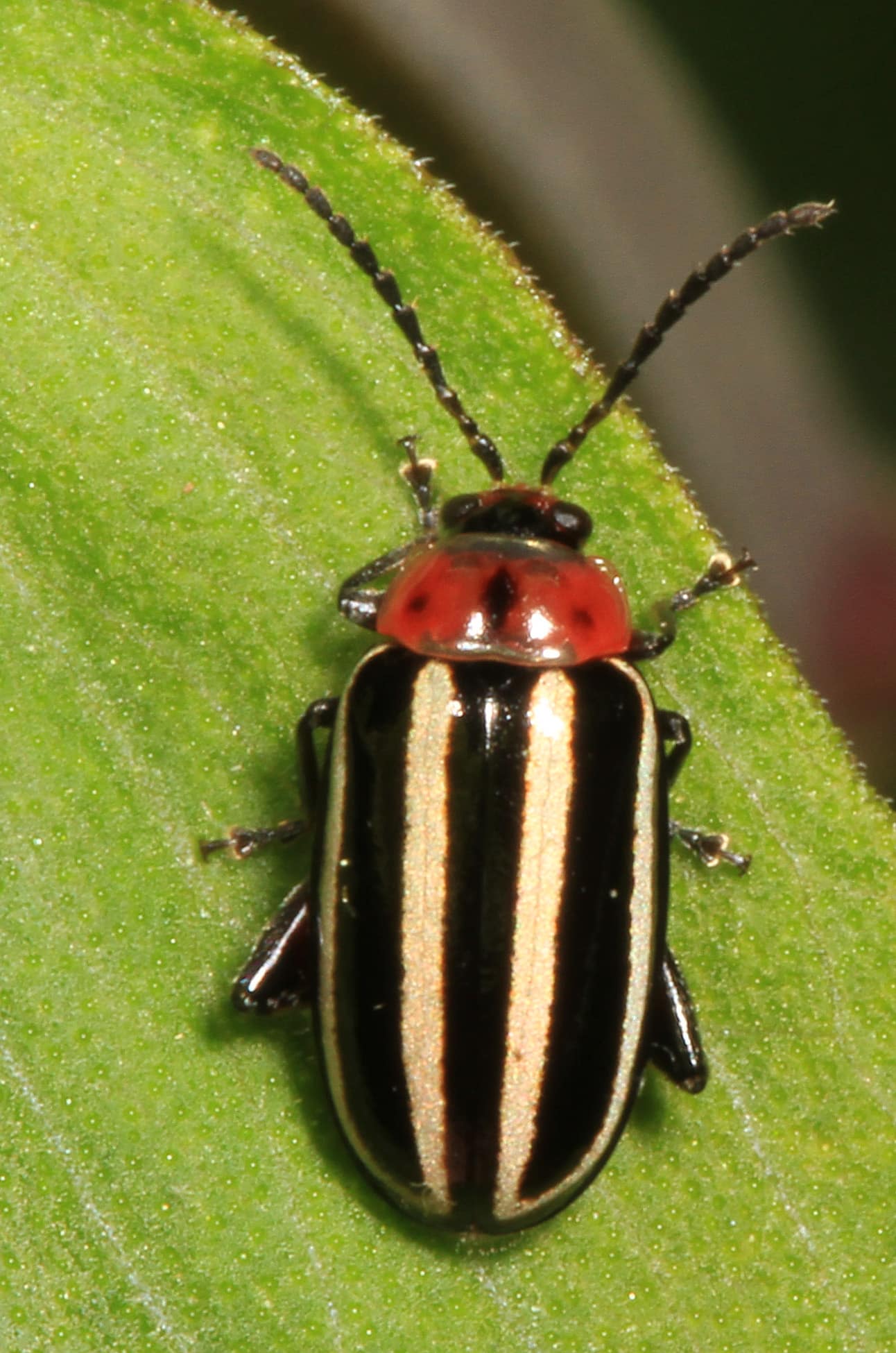 pigweed flea beetle disonycha glabrata, merrimac farm wildlife management area, aden, virginia (34323174870) pigweed flea beetle disonycha glabrata, merrimac farm wildlife management area, aden, virginia (34323174870)