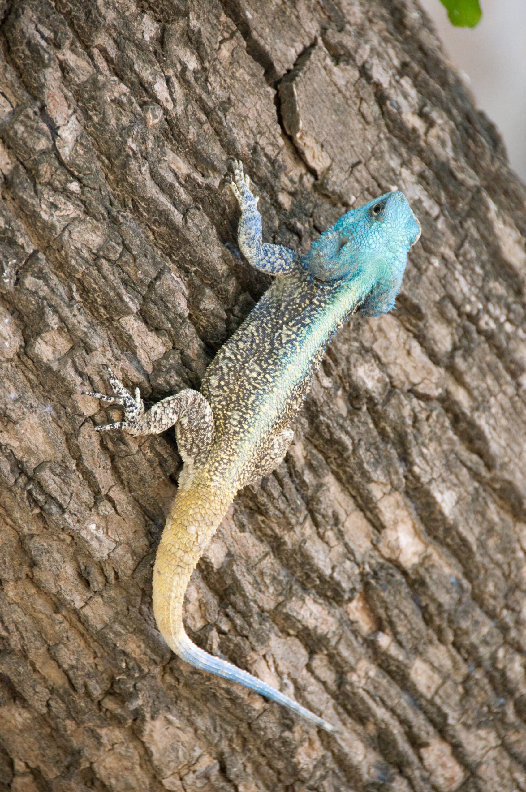 southern tree agama 2348840851