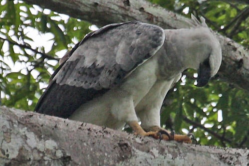 030201 img 1734 harpy eagle (harpia harpyja)