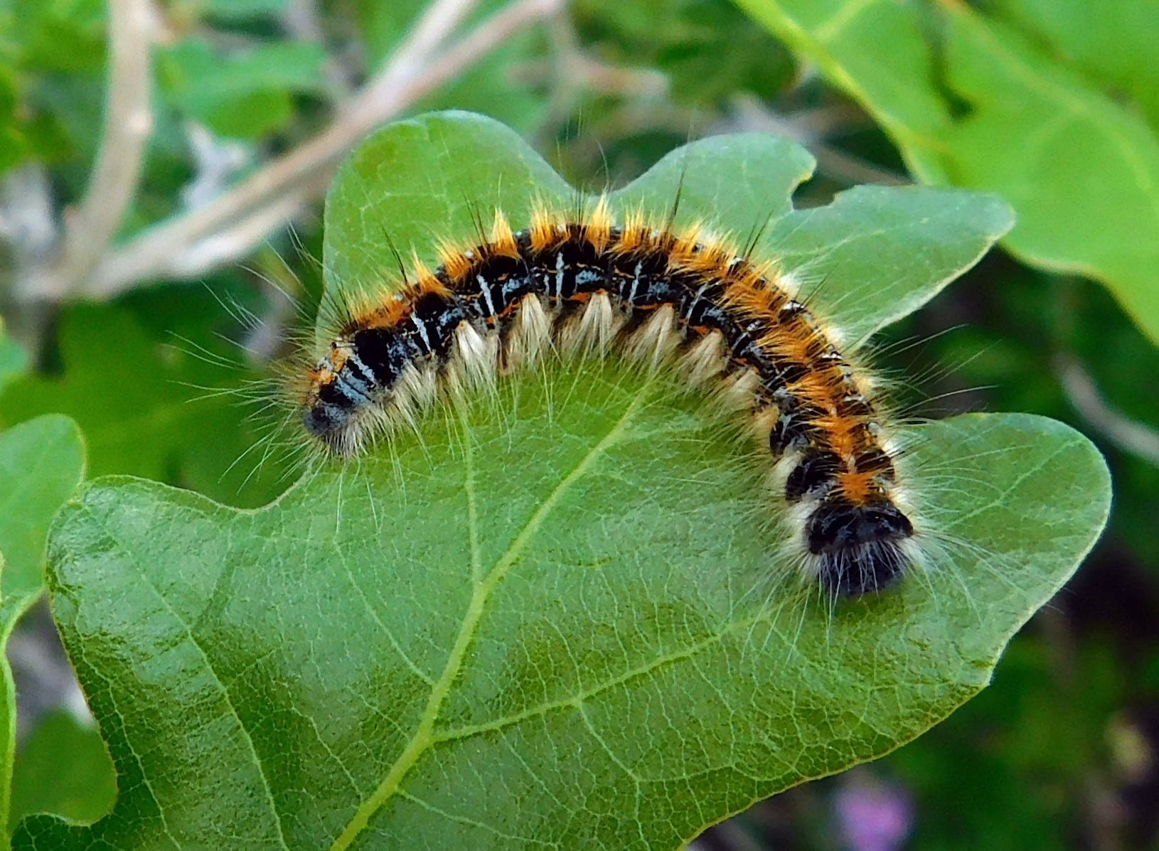 sonoran tent caterpillar imported from inaturalist photo 45884448 on 4 august 2024  Tent Caterpillar