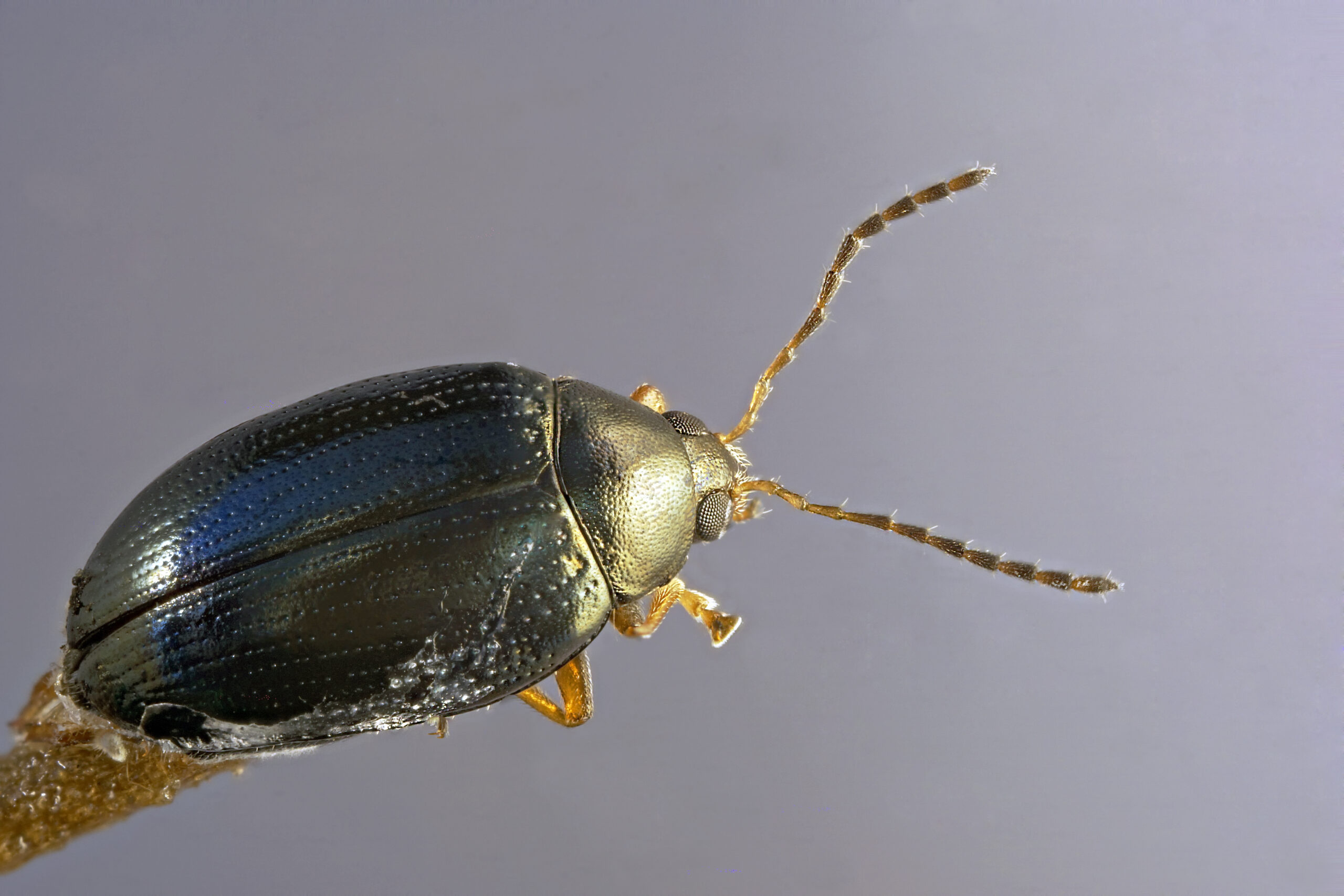 file:cabbage stem flea beetle (37130910672).jpg file:cabbage stem flea beetle (37130910672).jpg