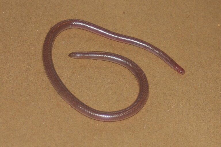 new mexico threadsnake Texas Blind Snake