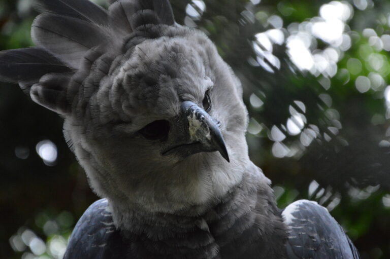harpia harpyja, panama Harpy Eagle