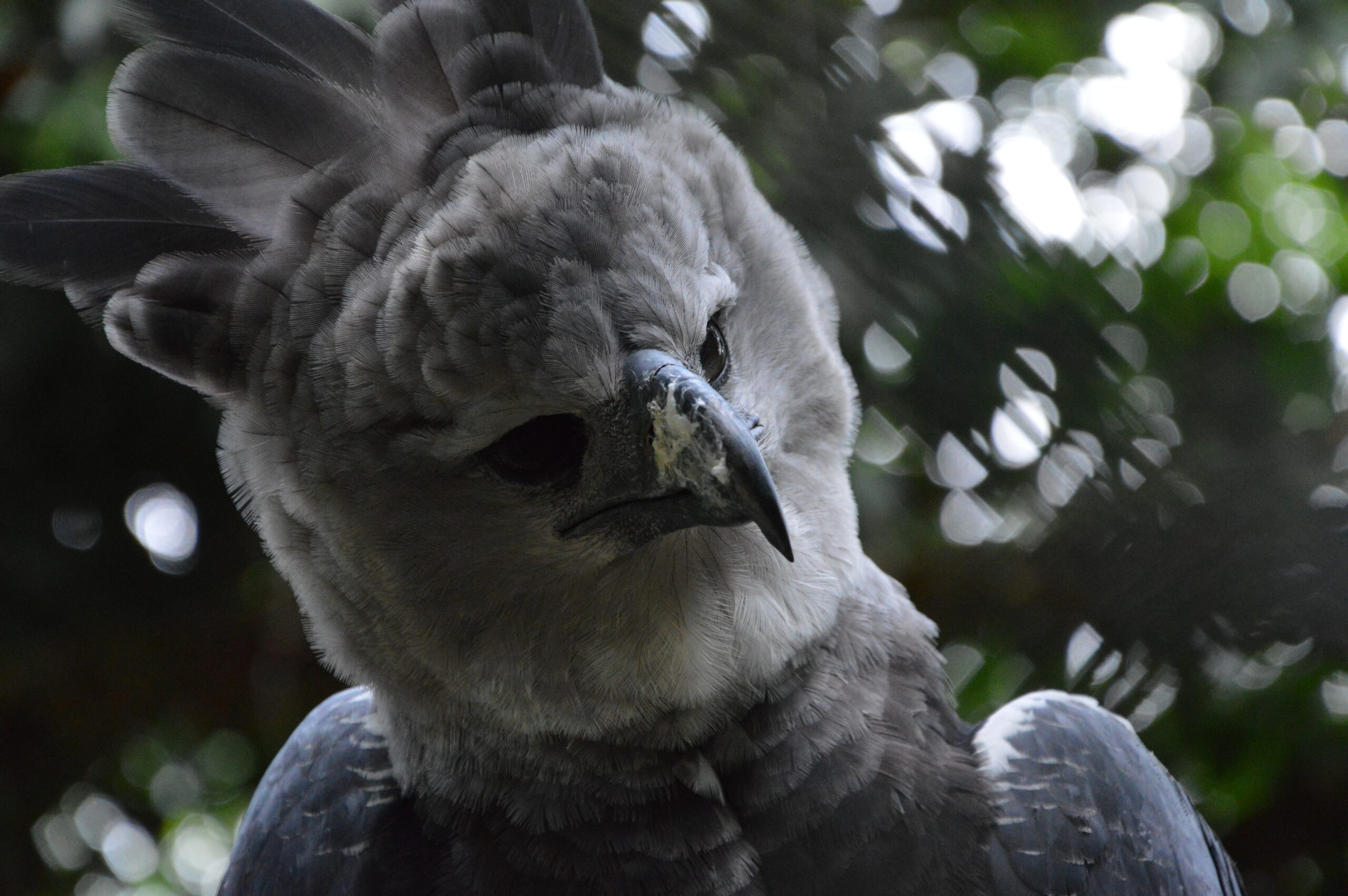 harpia harpyja, panama  Harpy Eagle