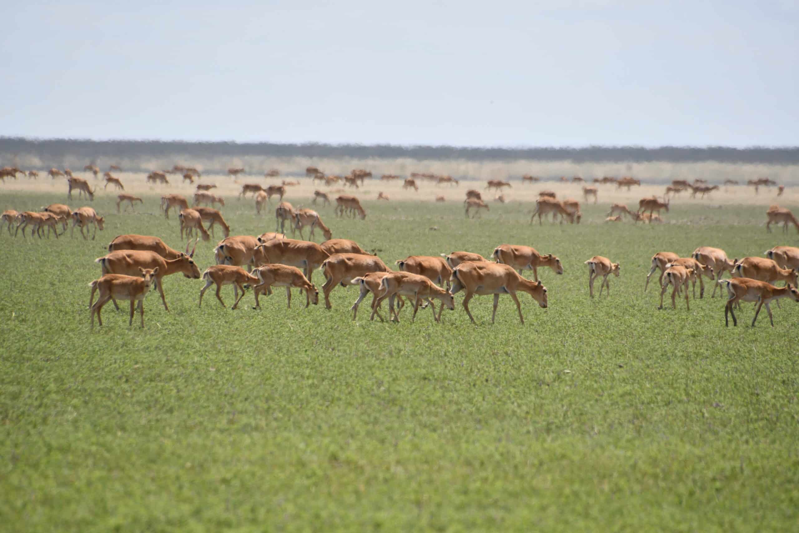 saiga antelope 5