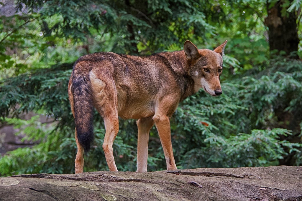 red wolf (canis rufus)