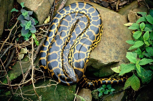 curiyu (eunectes notaeus) curiyu (eunectes notaeus)