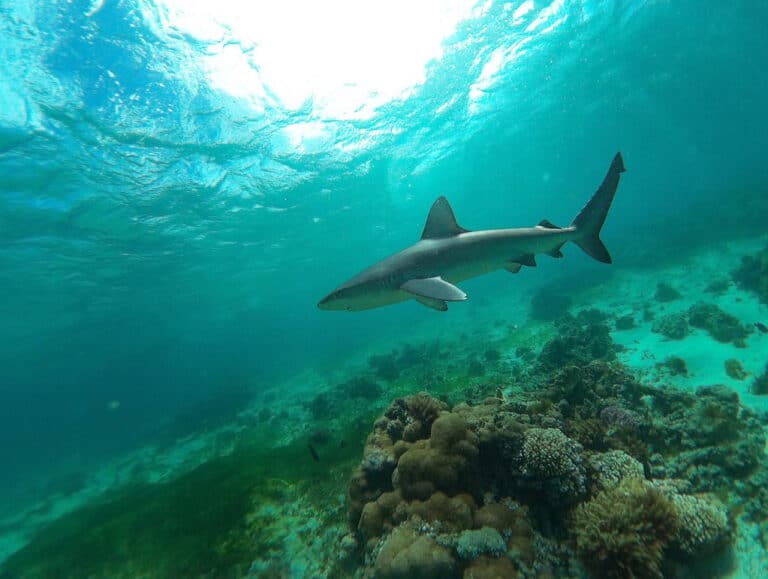 galapagos shark carcharhinus galapagensis #marineexplorer