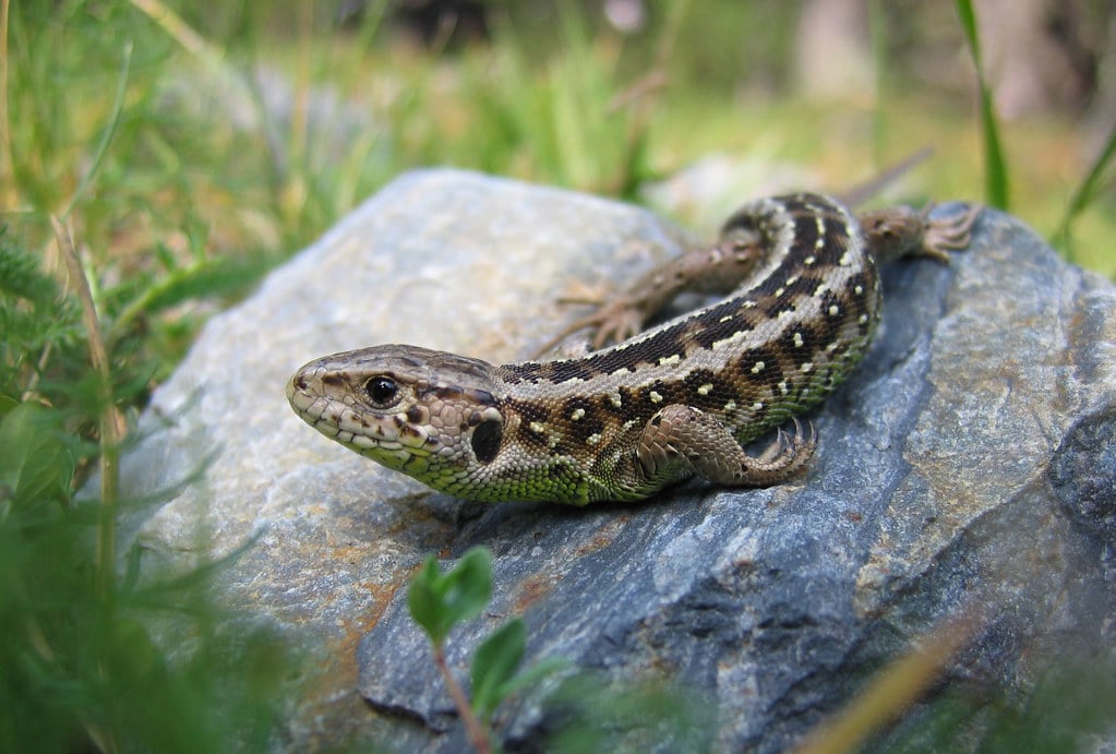 lacerta agilis garzoni (pyrénées orientales 66)