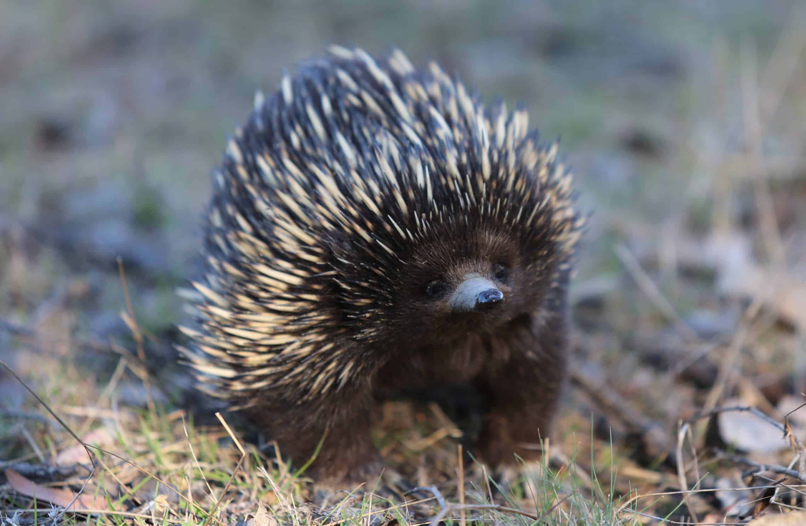 echidna, mulligans flat nature reserve, act echidna, mulligans flat nature reserve, act
