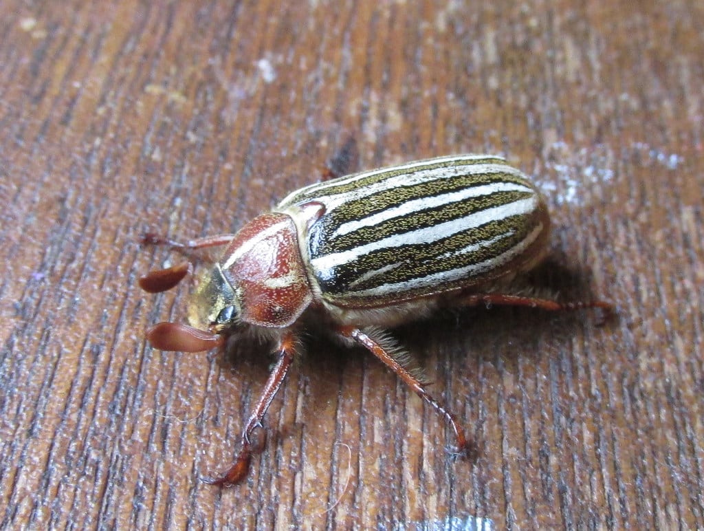 watermelon beetle, polyphylla decemlineata watermelon beetle, polyphylla decemlineata