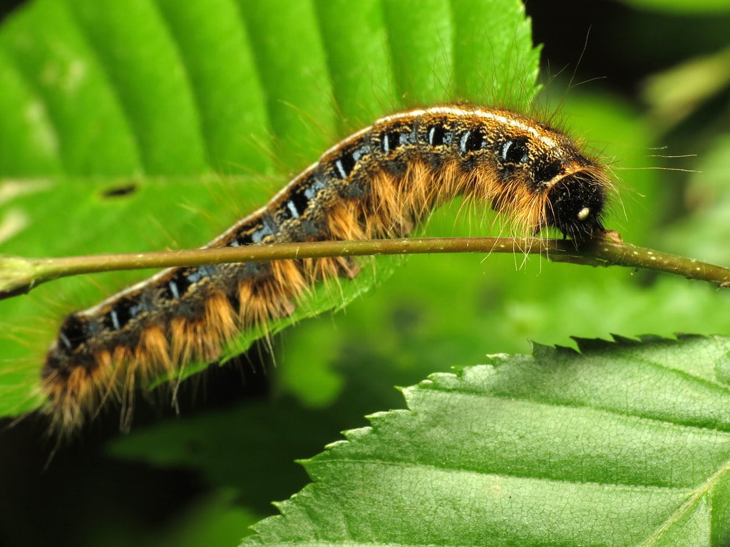 eastern tent caterpillar