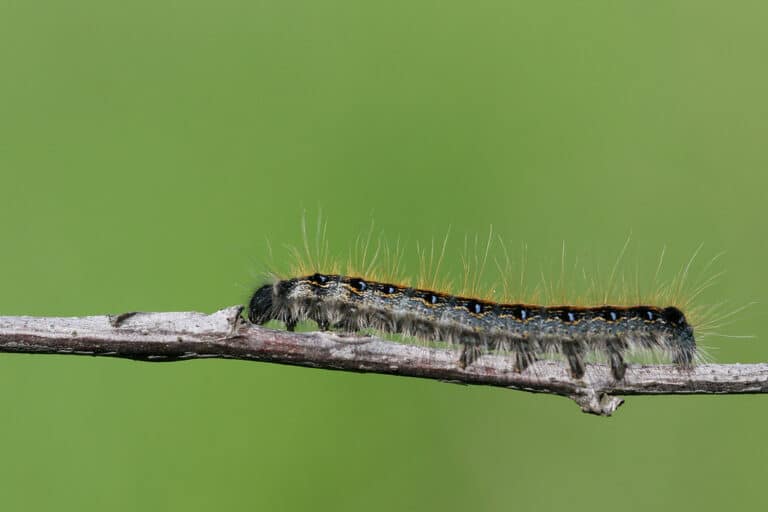 eastern tent caterpillar (malacosoma americanum)