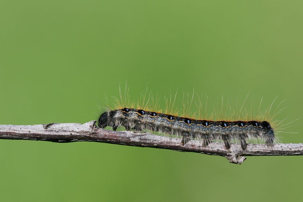 eastern tent caterpillar (malacosoma americanum)