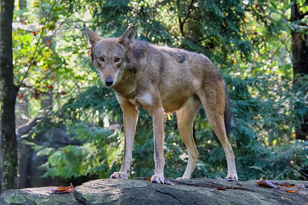 red wolf (canis rufus)