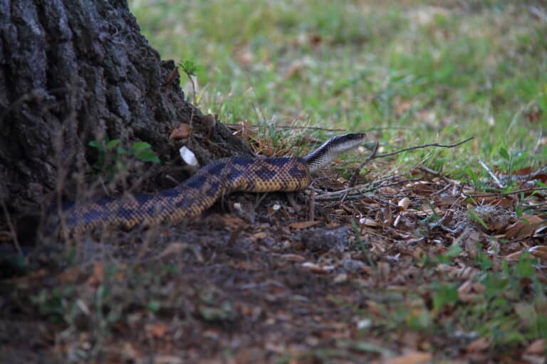 texas rat snake texas rat snake