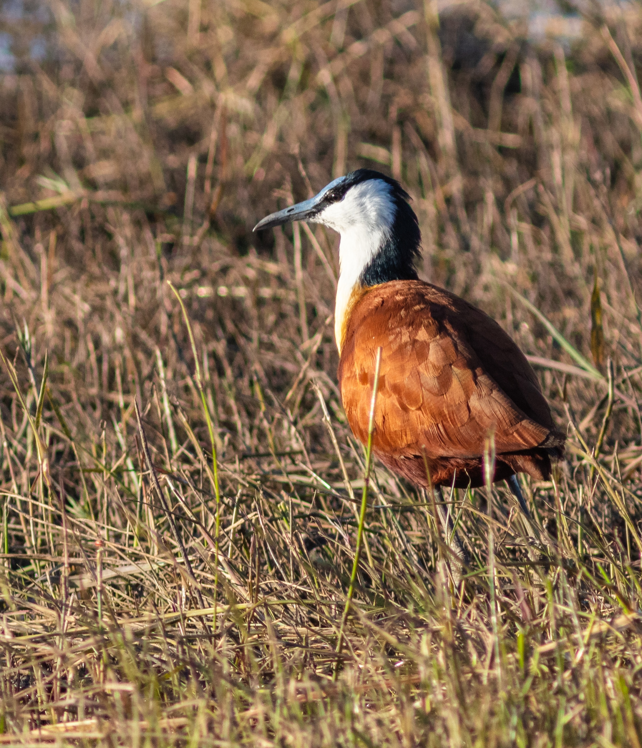 jacana africana (actophilornis africanus), parque nacional de chobe, botsuana, 2018 07 28, dd 75