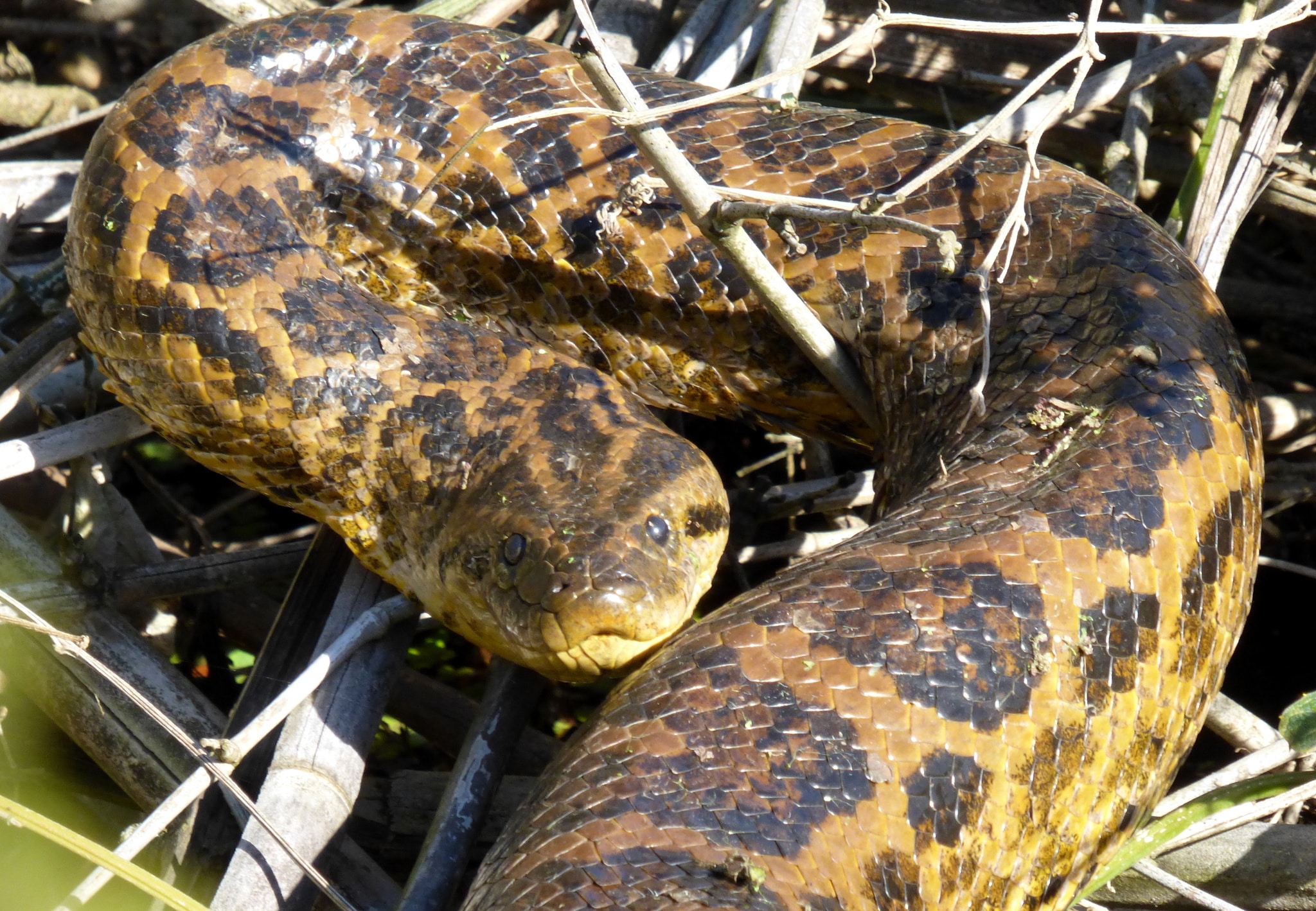 eunectes notaeus 145951130 eunectes notaeus 145951130
