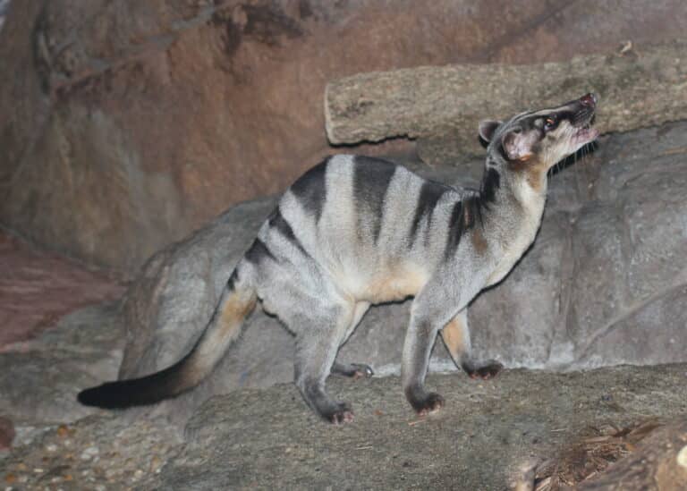 file:banded palm civet 10.jpg file:banded palm civet 10.jpg Banded Palm Civet