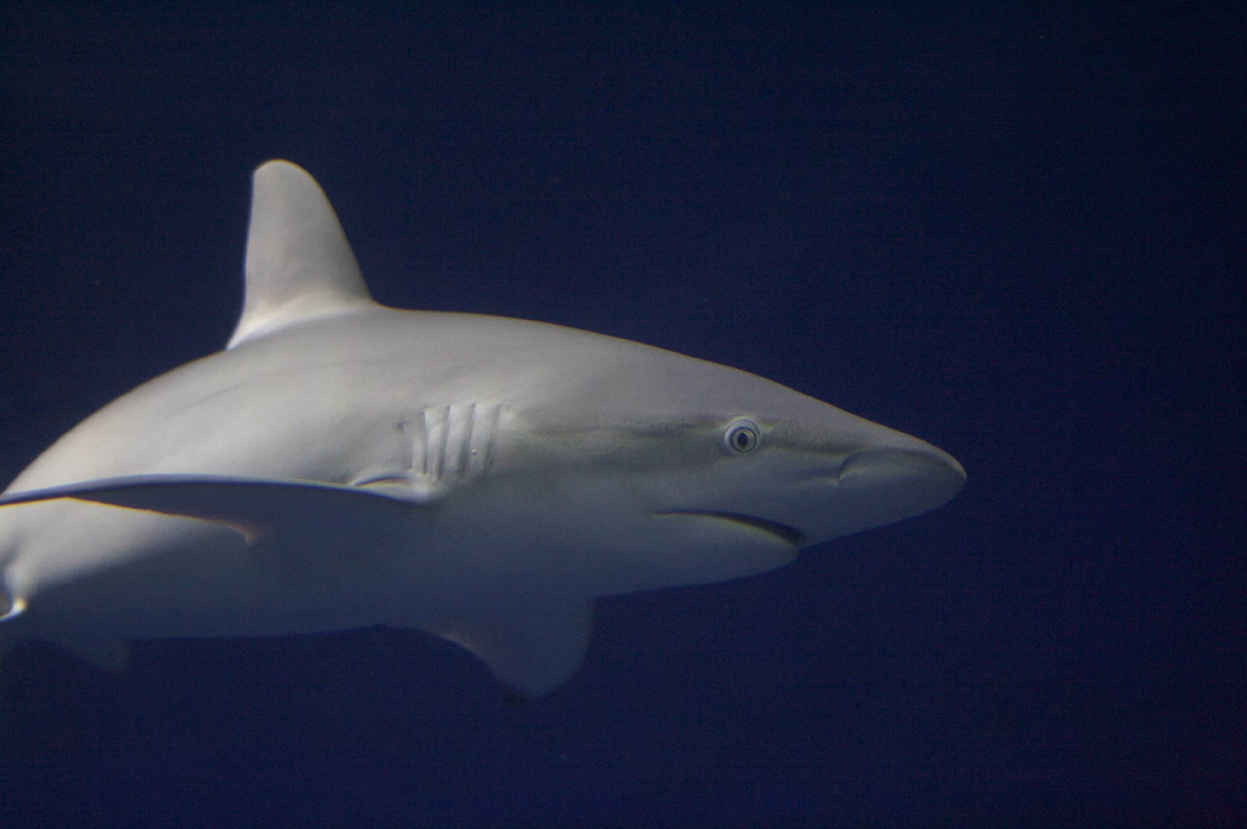 galapagos shark monterey  Galapagos Shark