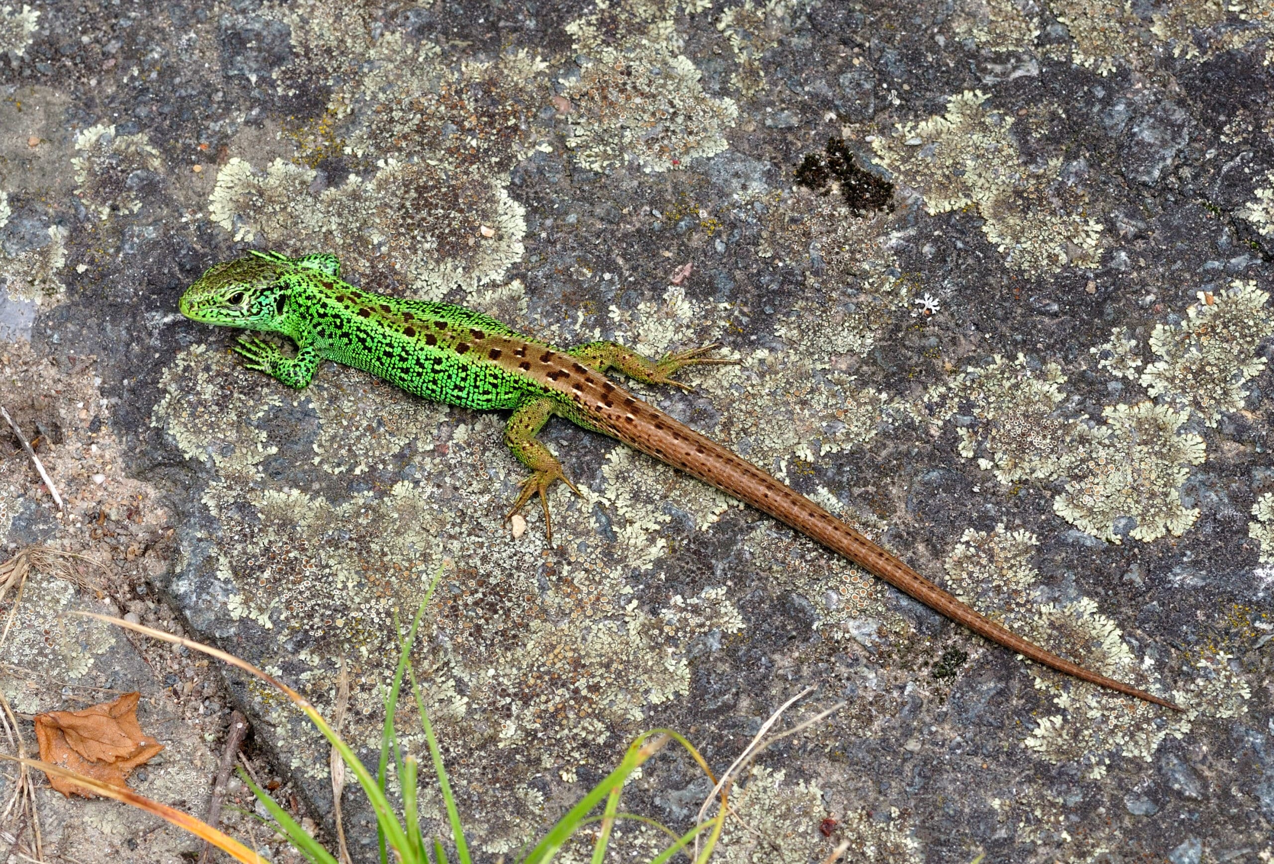 lacerta agilis qtl5